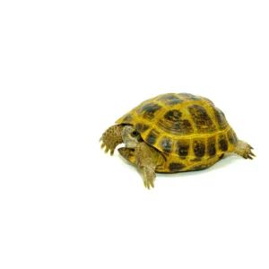 Baby Russian tortoises for sale online