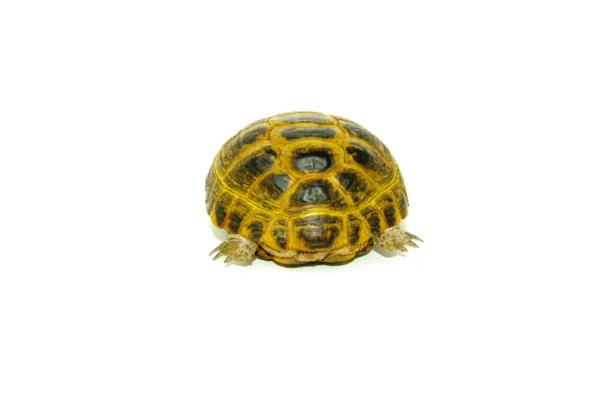 Baby Russian tortoises for sale online