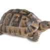 Black greek tortoise for sale 