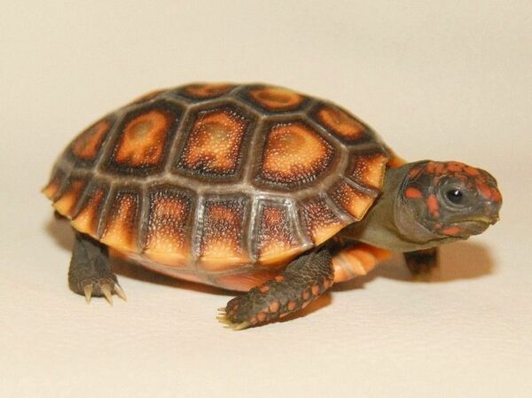 cherry head red foot tortoise size