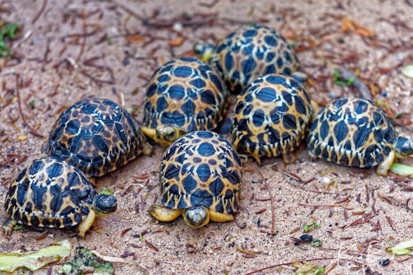 Radiated tortoise for sale