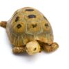 Elongated Tortoise for sale