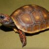 Honey Colored Red Footed Tortoises