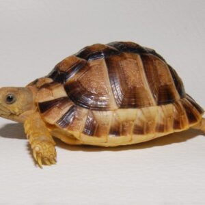 Kleinman's Tortoise for sale
