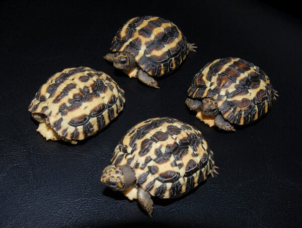 sulcata tortoise for sale
