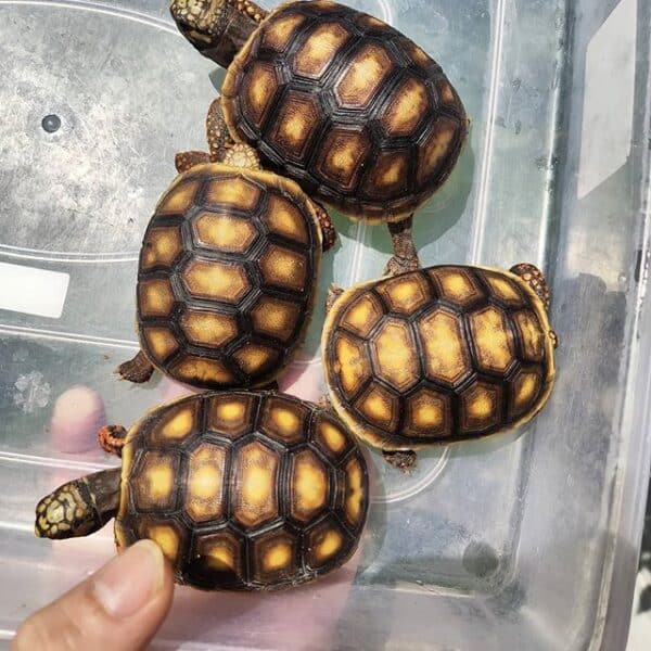 Red foot tortoise for sale