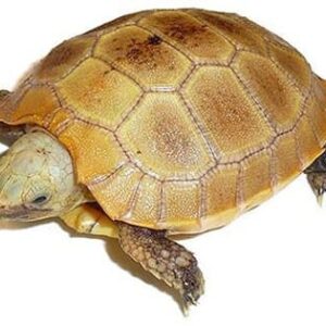 Elongated Tortoise for sale