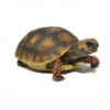 Bolivian Cherry Headed Red Footed Tortoise for sale