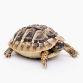 Hermann's tortoise for sale - Buy Luxury tortoise