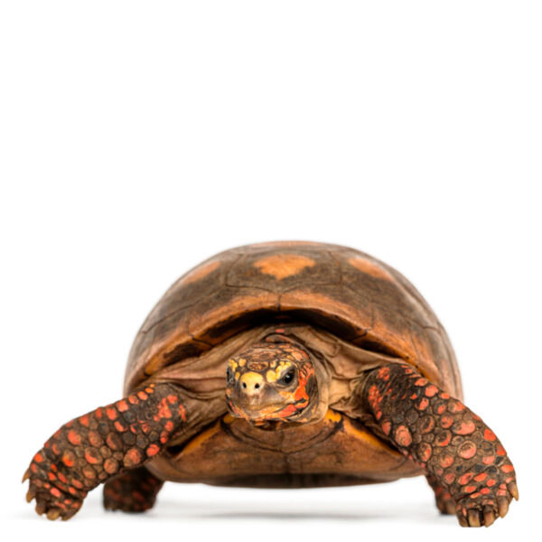 Red Footed Tortoise for sale
